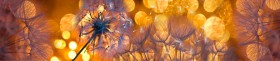 Кухонный фартук Мерцание Одуванчики золотистые 3 серебро в Алдане - aldan.katalogmebeli.com | фото