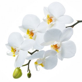 Стол обеденный Танго белый/Орхидея в Алдане - aldan.katalogmebeli.com | фото 3